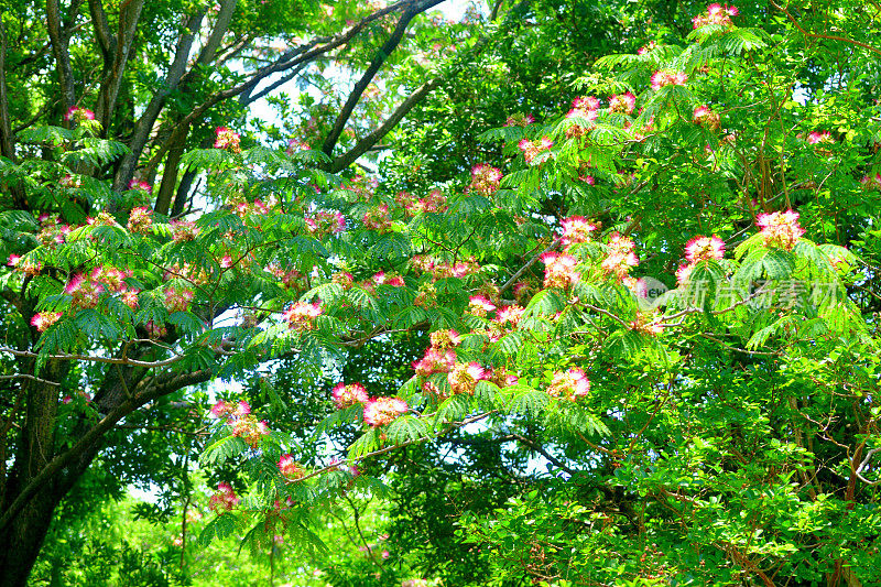 合欢/丝树花:蓬松，粉红色，粉扑花头